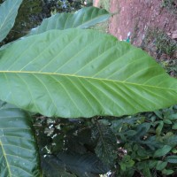 Artocarpus hirsutus Lam.